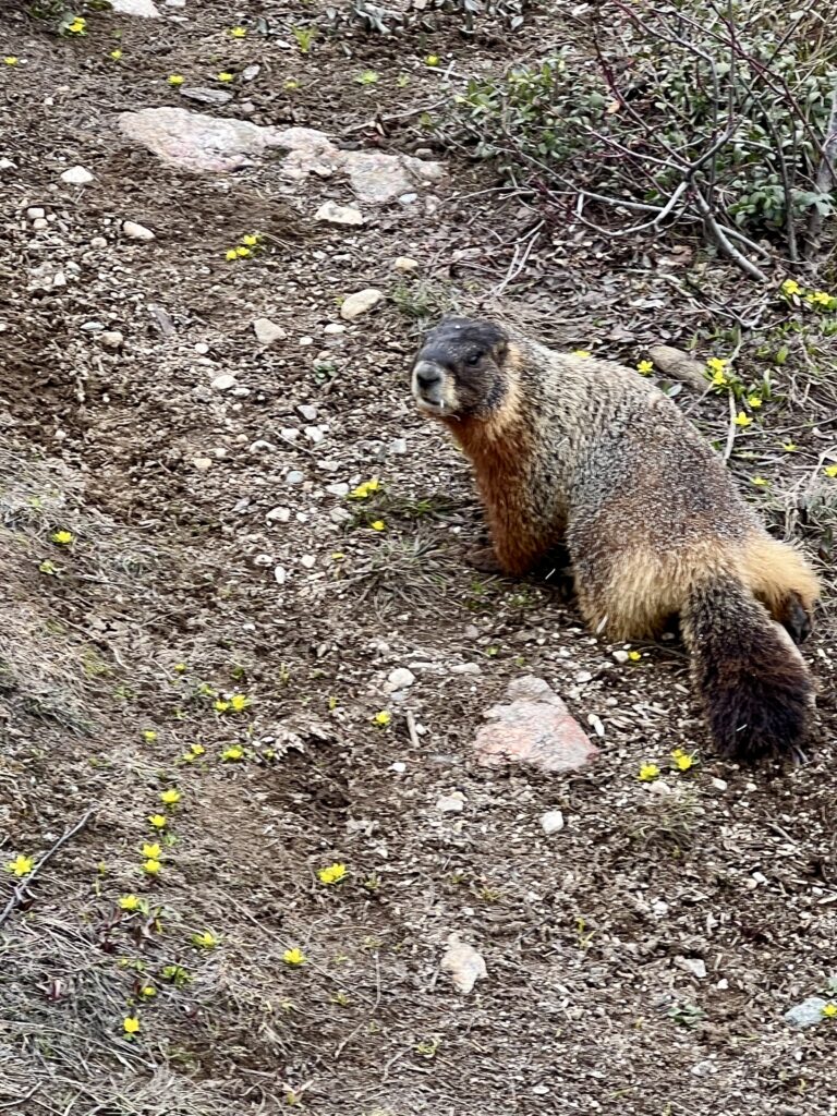 A hike to Hidden Falls, Inspiration Point and into Cascade Canyon in Grand Teton National Park. Yellow-bellied marmot near Inspiration Point in Grand Teton National Park, Wyoming.